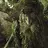 Fangorn
